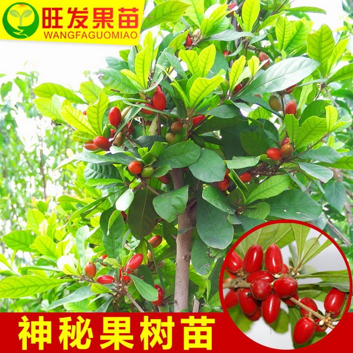 長期供應神秘果樹苗變味果奇跡果苗 相思果樹苗 量大從優