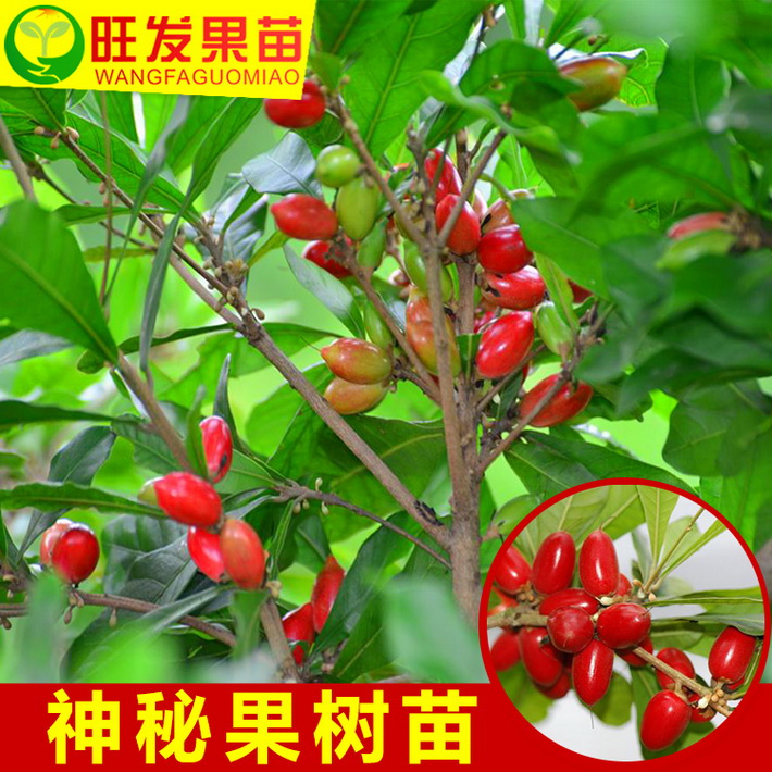 長期供應神秘果樹苗變味果奇跡果苗 相思果樹苗 量大從優