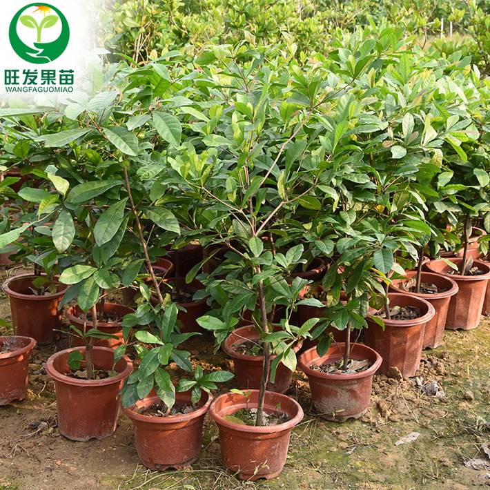 長期供應神秘果樹苗變味果奇跡果苗 相思果樹苗 量大從優