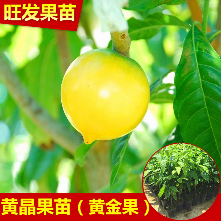 黃晶果苗又名黃金果樹苗種植基地果樹苗 價格優(yōu)惠