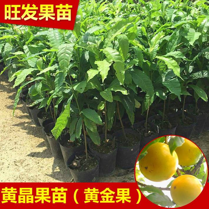 黃晶果苗又名黃金果樹苗種植基地果樹苗 價格優惠