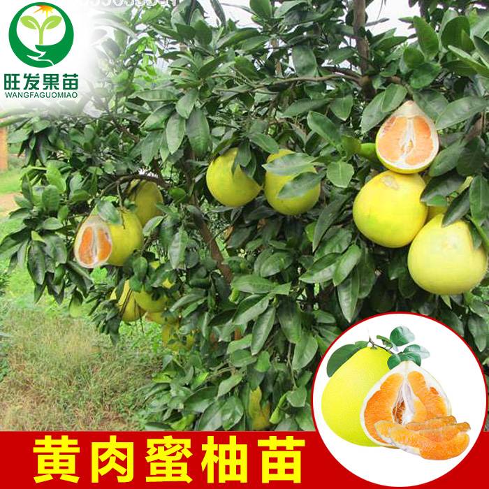 大量供應嫁接苗黃肉蜜柚子苗黃心柚苗蜜柚苗地栽苗可盆栽量大從優