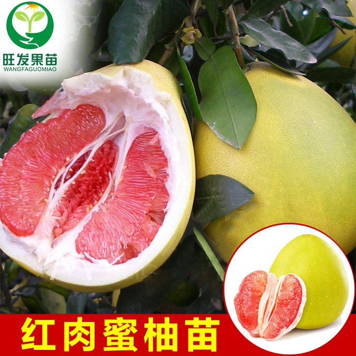 長期經銷紅肉蜜柚苗 柚子苗 清甜正宗紅肉蜜柚苗 柚子苗 價格優