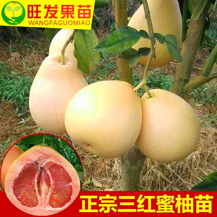 熱銷三紅蜜柚苗 三紅柚子苗嫁接果苗 紅皮紅肉紅心柚子苗 南方北方盆