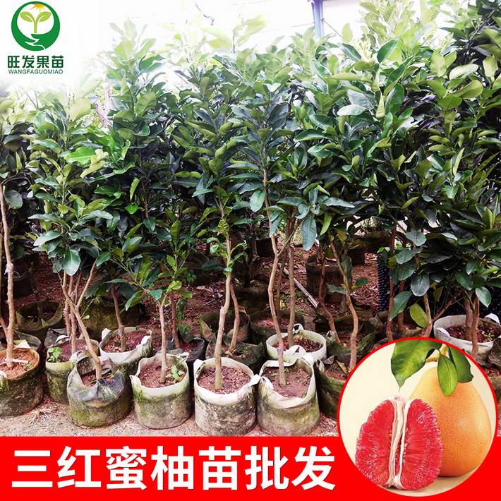 熱銷(xiāo)三紅蜜柚苗 三紅柚子苗嫁接果苗 紅皮紅肉紅心柚子苗 南方北方盆