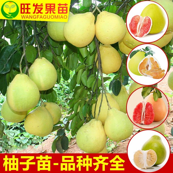 熱銷(xiāo)三紅蜜柚苗 三紅柚子苗嫁接果苗 紅皮紅肉紅心柚子苗 南方北方盆