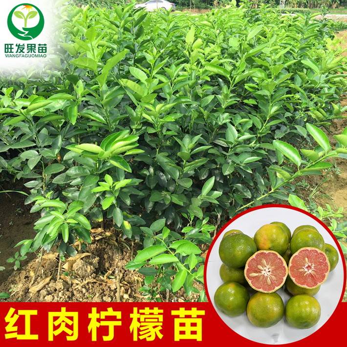 新品種紅肉檸檬苗嫁接苗 青皮紅檸檬苗地栽栽果樹苗當年結果