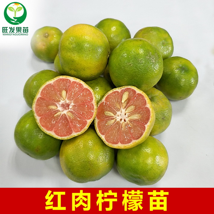 新品種紅肉檸檬苗嫁接苗 青皮紅檸檬苗地栽栽果樹苗當(dāng)年結(jié)果