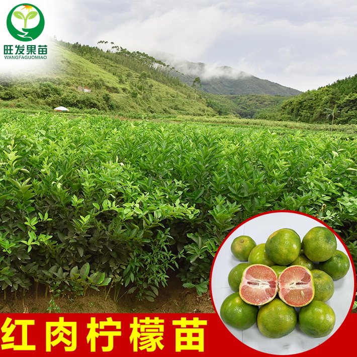 新品種紅肉檸檬苗嫁接苗 青皮紅檸檬苗地栽栽果樹苗當(dāng)年結(jié)果