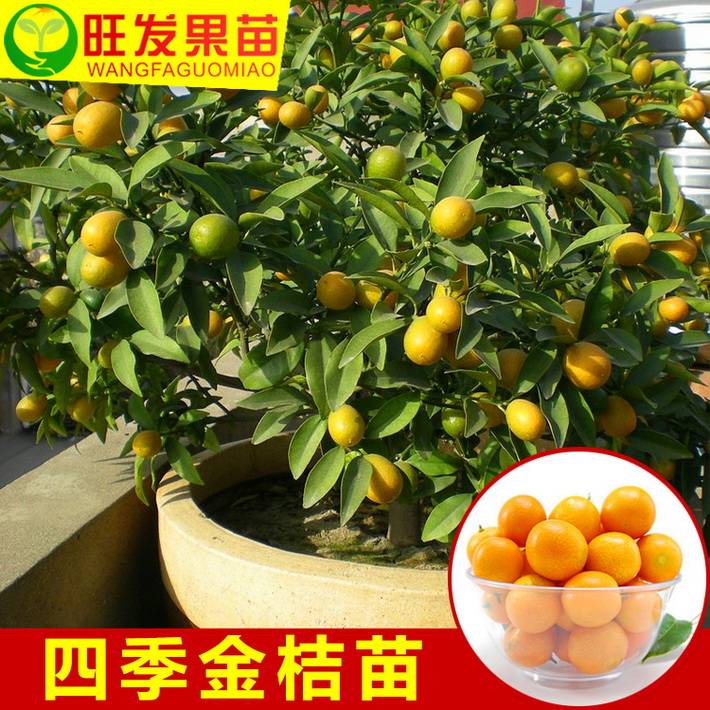 四季金桔嫁接樹苗 當年種當年掛果 皮薄肉厚不酸很甜 高產穩產