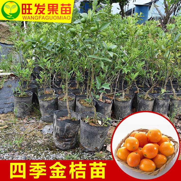 四季金桔嫁接樹苗 當年種當年掛果 皮薄肉厚不酸很甜 高產穩產