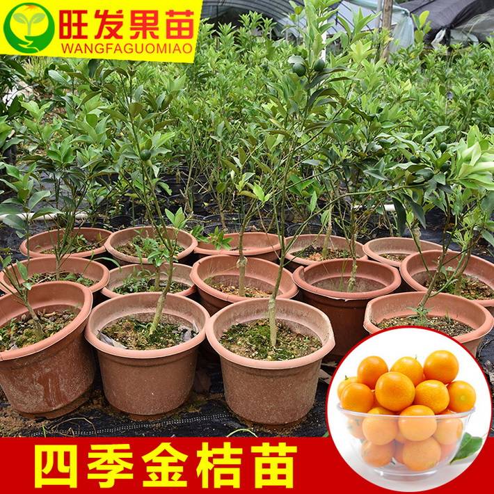 四季金桔嫁接樹苗 當年種當年掛果 皮薄肉厚不酸很甜 高產穩產
