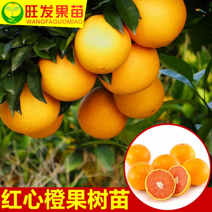 正宗紅心橙子苗嫁接橙子樹苗 臍橙苗盆栽橙子苗當年結果水果樹苗