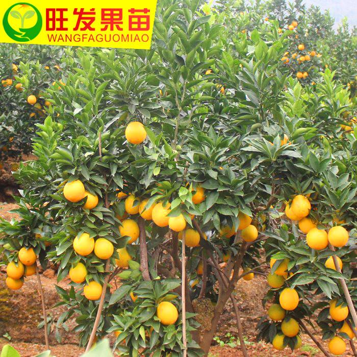 正宗紅心橙子苗嫁接橙子樹苗 臍橙苗盆栽橙子苗當年結果水果樹苗