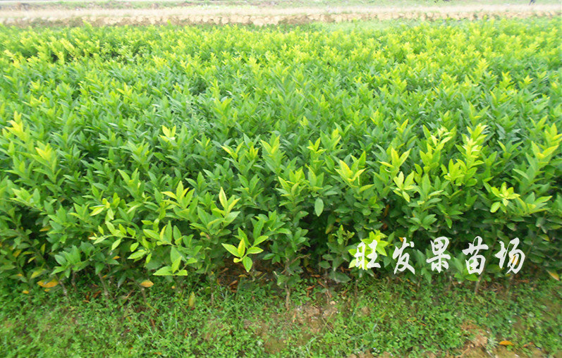 供應茂谷柑苗晚熟品種嫁接苗量大價優