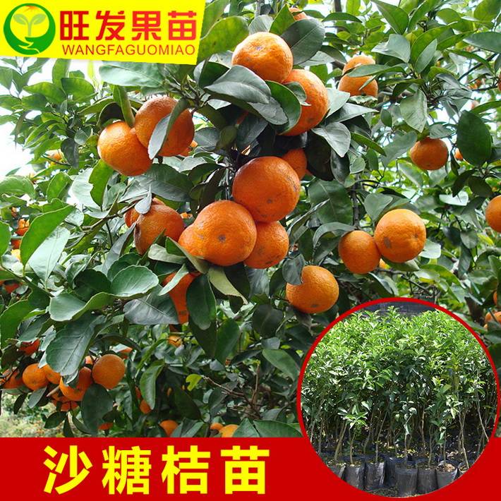 正宗四會沙糖桔苗小核甜柑苗橘子果樹苗南北盆栽地栽沙糖桔子樹苗