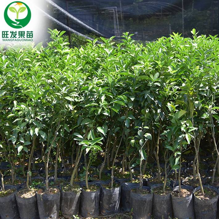 正宗四會沙糖桔苗小核甜柑苗橘子果樹苗南北盆栽地栽沙糖桔子樹苗