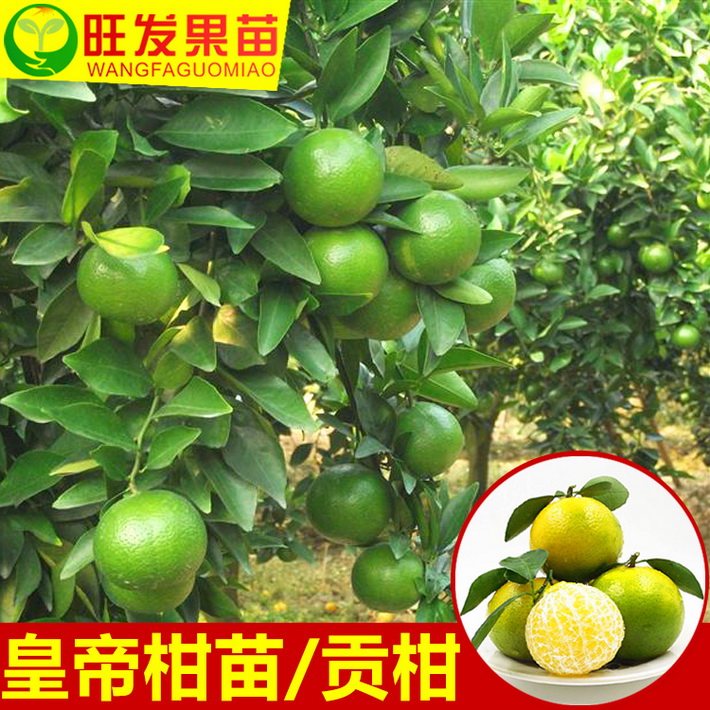 批發皇帝柑苗嫁接苗 皇妃貢柑苗脫毒柑橘苗 地栽盆栽桔子樹苗