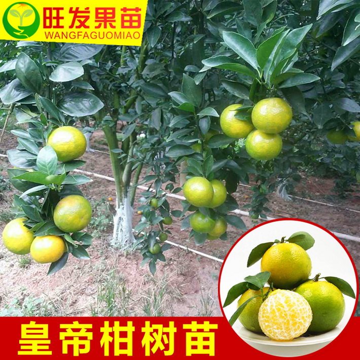 批發(fā)皇帝柑苗嫁接苗 皇妃貢柑苗脫毒柑橘苗 地栽盆栽桔子樹苗