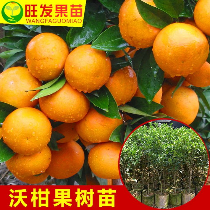 新品種沃柑苗嫁接苗 極晚熟高產(chǎn)穩(wěn)產(chǎn)桔苗 品種純正