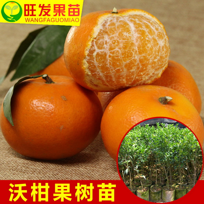 新品種沃柑苗嫁接苗 極晚熟高產(chǎn)穩(wěn)產(chǎn)桔苗 品種純正