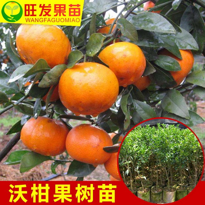 新品種沃柑苗嫁接苗 極晚熟高產穩產桔苗 品種純正