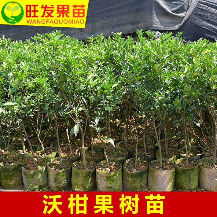 新品種沃柑苗嫁接苗 極晚熟高產(chǎn)穩(wěn)產(chǎn)桔苗 品種純正