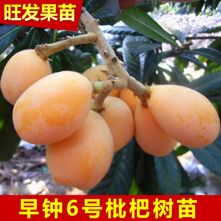 大量供應正宗早鐘6號枇杷樹嫁接苗 早熟枇杷苗優良品種