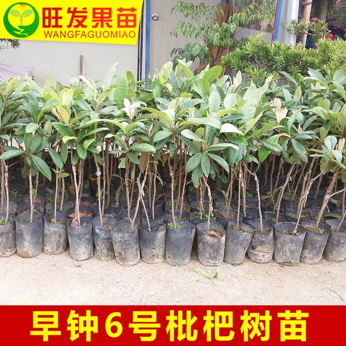 大量供應正宗早鐘6號枇杷樹嫁接苗 早熟枇杷苗優良品種