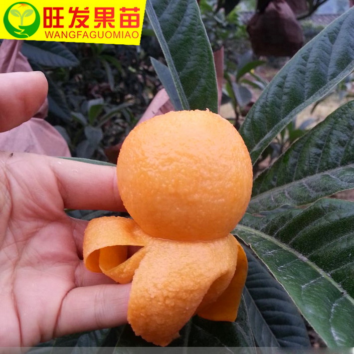 大量供應正宗早鐘6號枇杷樹嫁接苗 早熟枇杷苗優良品種