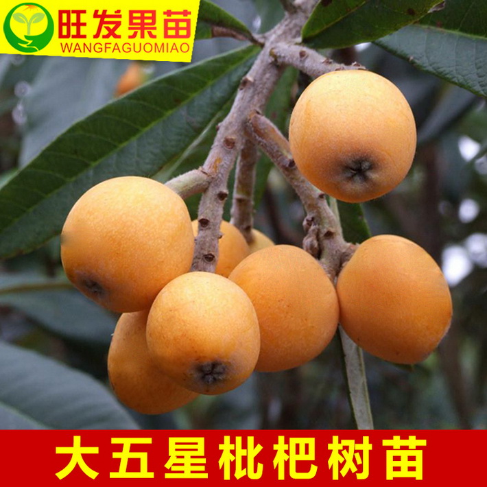 批發大五星枇杷苗嫁接苗 大果型新品種果樹苗 南北種植水果樹苗耐寒抗寒