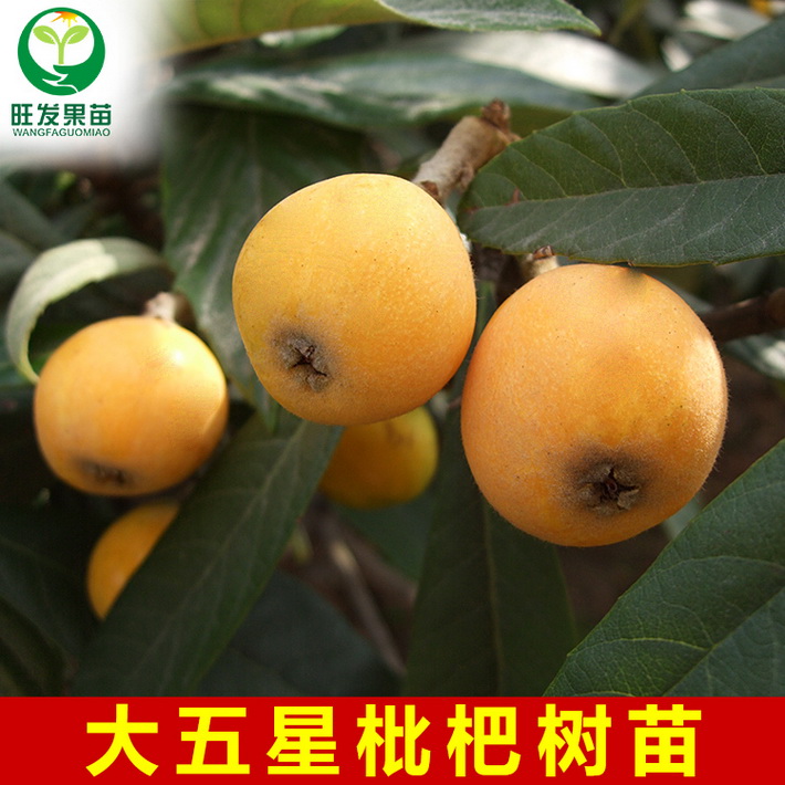 批發大五星枇杷苗嫁接苗 大果型新品種果樹苗 南北種植水果樹苗耐寒抗寒