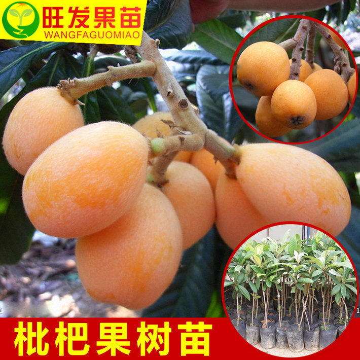 批發大五星枇杷苗嫁接苗 大果型新品種果樹苗 南北種植水果樹苗耐寒抗寒