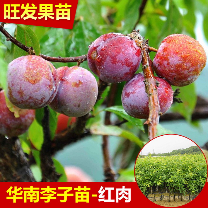 批發遲熟三華李苗晚熟南華李苗 肉質爽脆 矮化果樹苗