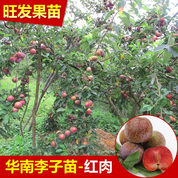 批發遲熟三華李苗晚熟南華李苗 肉質爽脆 矮化果樹苗