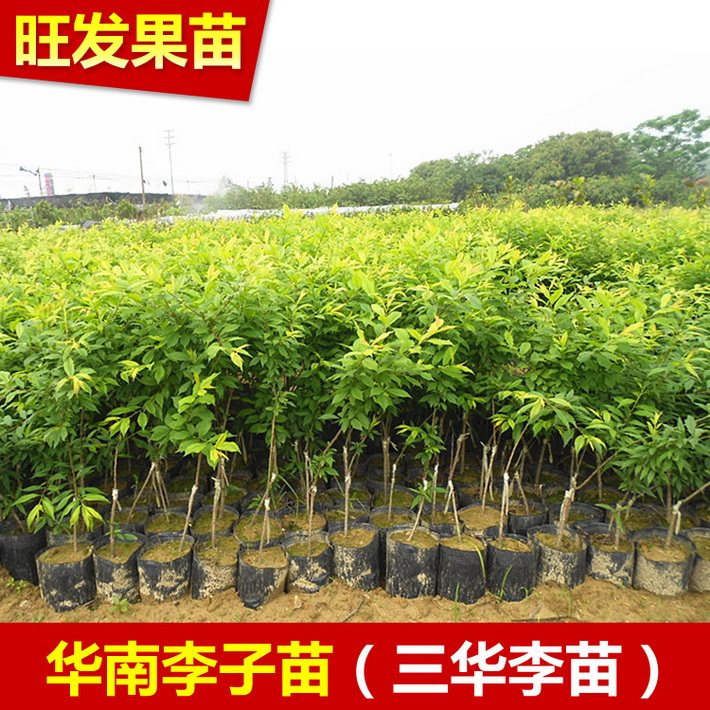 批發遲熟三華李苗晚熟南華李苗 肉質爽脆 矮化果樹苗