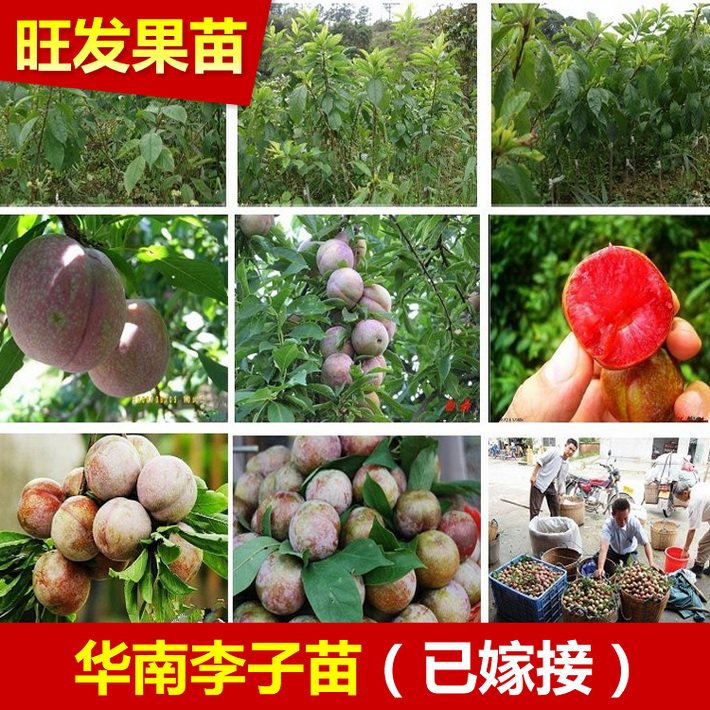 批發遲熟三華李苗晚熟南華李苗 肉質爽脆 矮化果樹苗