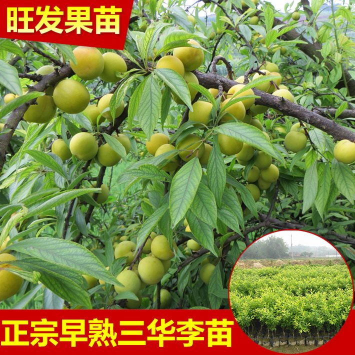 大量供應早熟李子苗嫁接苗 三月李苗果樹苗正品