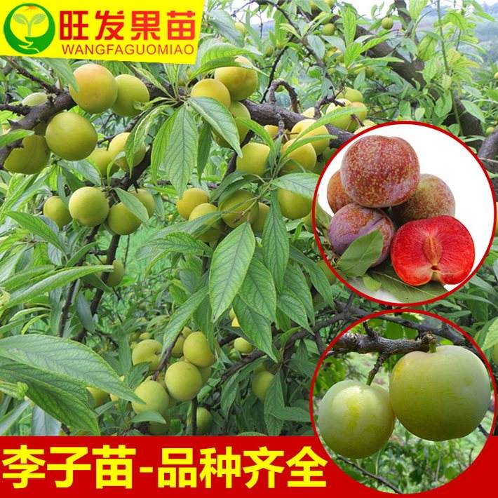 大量供應早熟李子苗嫁接苗 三月李苗果樹苗正品