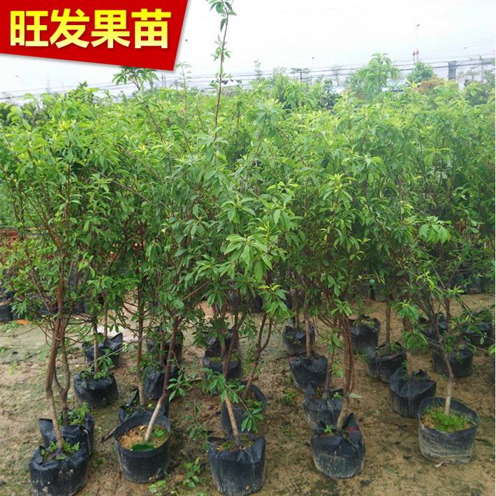 大量供應早熟李子苗嫁接苗 三月李苗果樹苗正品