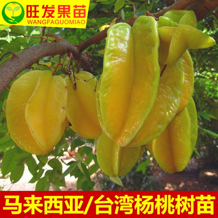 臺灣四季紅楊桃苗嫁接苗 果大肉厚超甜無渣蜜味盆栽地栽
