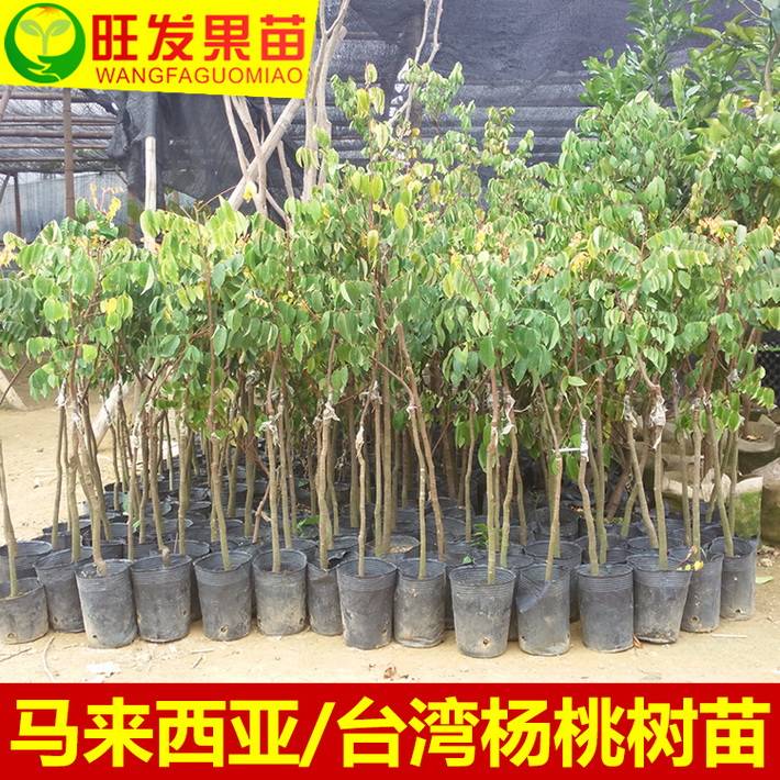 臺(tái)灣四季紅楊桃苗嫁接苗 果大肉厚超甜無(wú)渣蜜味盆栽地栽