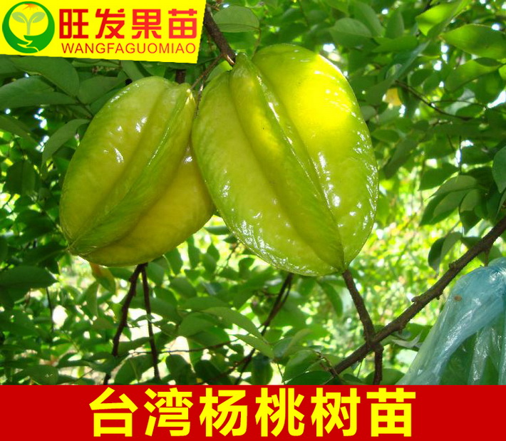 臺(tái)灣四季紅楊桃苗嫁接苗 果大肉厚超甜無(wú)渣蜜味盆栽地栽