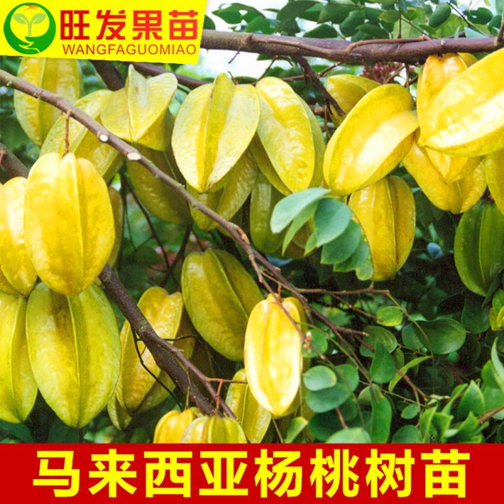 臺(tái)灣四季紅楊桃苗嫁接苗 果大肉厚超甜無(wú)渣蜜味盆栽地栽