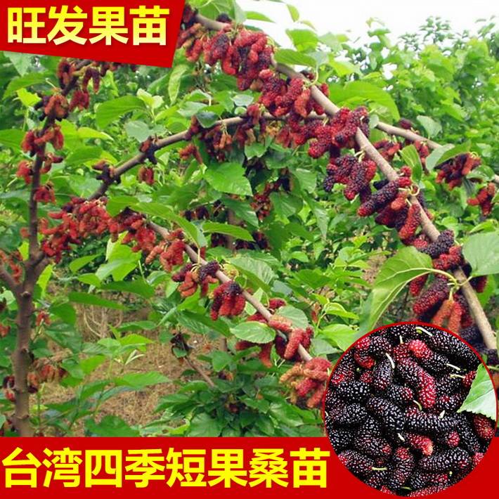 臺灣十大果桑樹苗嫁接果樹苗四季結果 穩產豐產投資見效快