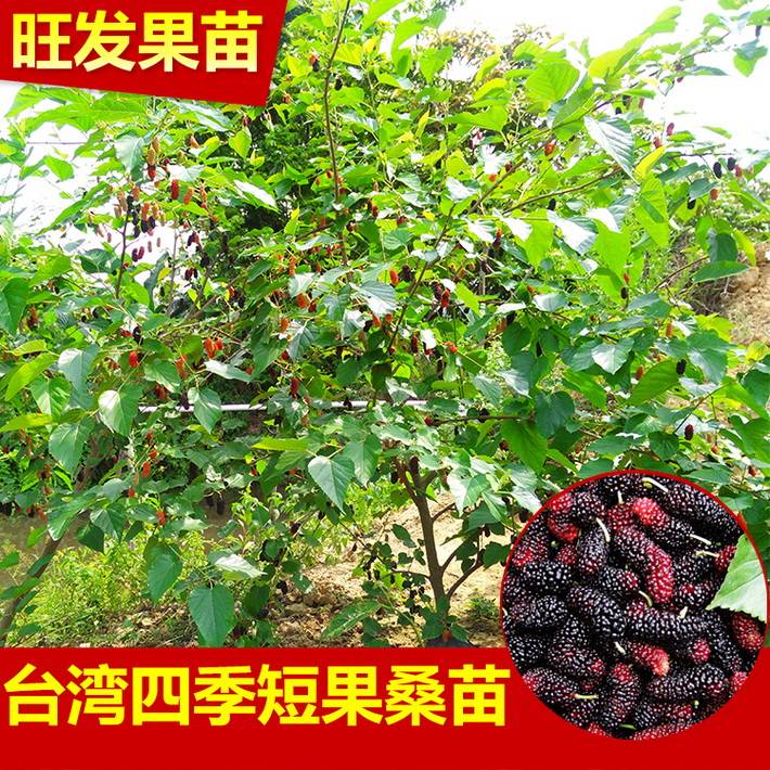 臺灣十大果桑樹苗嫁接果樹苗四季結果 穩產豐產投資見效快