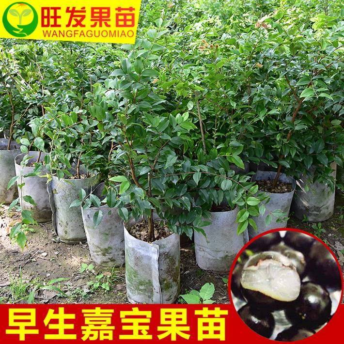 早生嘉寶果苗樹葡萄苗大小規格 都 有現苗