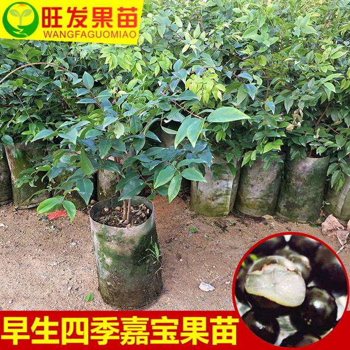 早生嘉寶果苗樹葡萄苗大小規格 都 有現苗