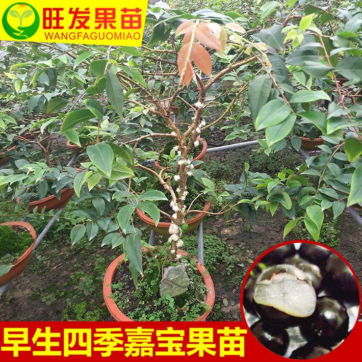 早生嘉寶果苗樹葡萄苗大小規格 都 有現苗