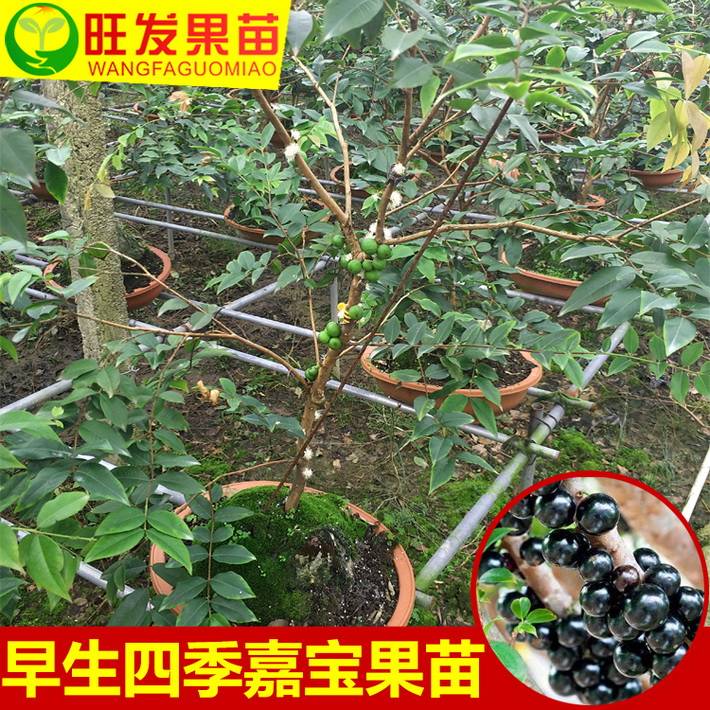 早生嘉寶果苗樹葡萄苗大小規格 都 有現苗